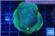 Porites green & purple polyps 4-5 cm WYSIWYG acclimaté