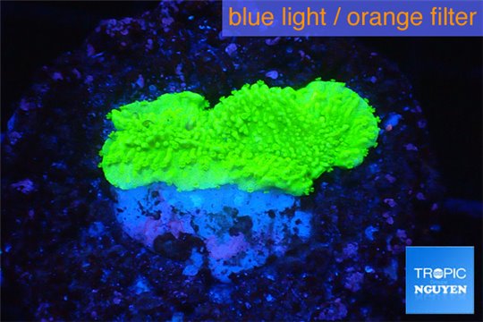 Montipora capricornis green 1-2 cm WYSIWYG acclimaté