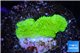 Montipora capricornis green 1-2 cm WYSIWYG acclimaté