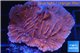 Montipora red & purple polyps 3-4 cm WYSIWYG acclimaté