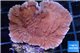 Montipora red & purple polyps 3-4 cm WYSIWYG acclimaté