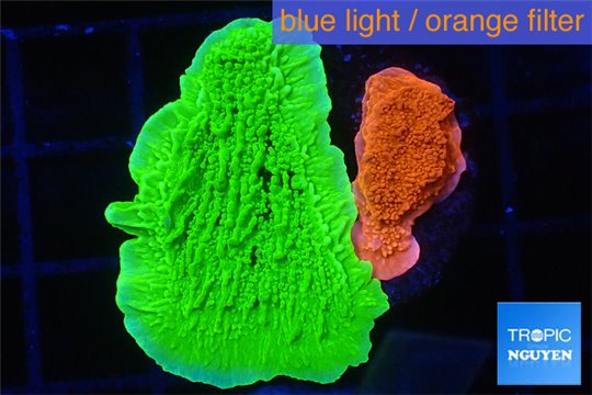 Montipora capricornis combo green & red 2-4 cm WYSIWYG acclimaté