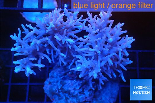 Acropora echinata pink (deep water) 7-10 cm WYSIWYG acclimaté