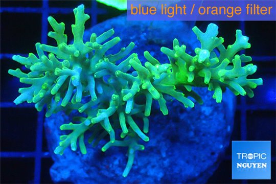 Acropora echinata green (deep water) 7-10 cm WYSIWYG acclimaté