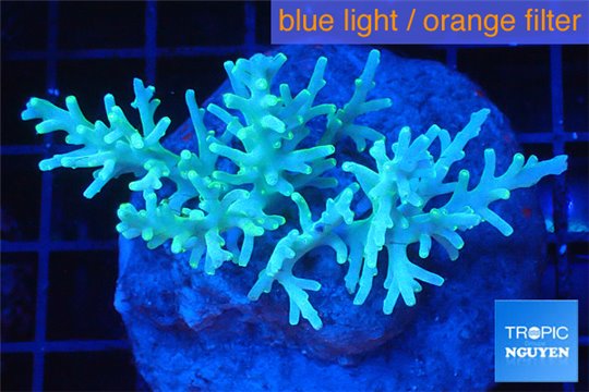 Acropora echinata green (deep water) 7-10 cm WYSIWYG acclimaté