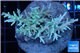 Acropora echinata green (deep water) 7-10 cm WYSIWYG acclimaté