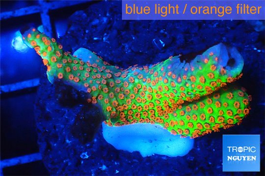 Montipora red fire forest 3-4 cm WYSIWYG acclimaté