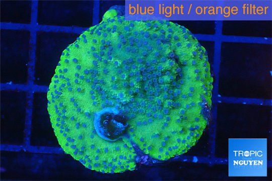 Montipora purple blue polyps 3-4 cm WYSIWYG acclimaté