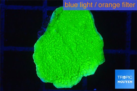 Montipora capricornis green 2 cm WYSIWYG acclimaté