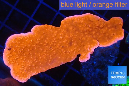 Montipora capricornis red 5-6 cm WYSIWYG acclimaté