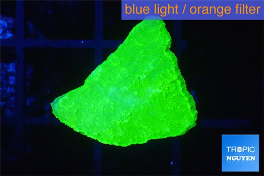 Montipora capricornis green 1-2 cm WYSIWYG acclimaté