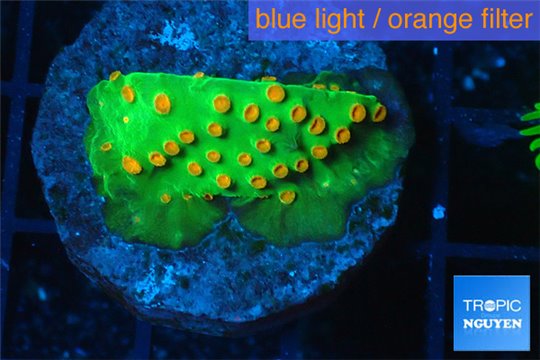 Leptastrea green & orange 2-3 cm WYSIWYG acclimaté