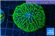 Fungia green purple long polyps 4-6 cm WYSIWYG acclimaté