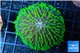 Fungia green purple long polyps 4-6 cm WYSIWYG acclimaté