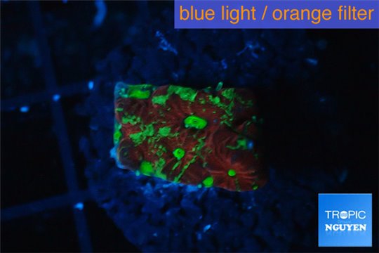 Favia nuclear red green 1-2 cm WYSIWYG acclimaté