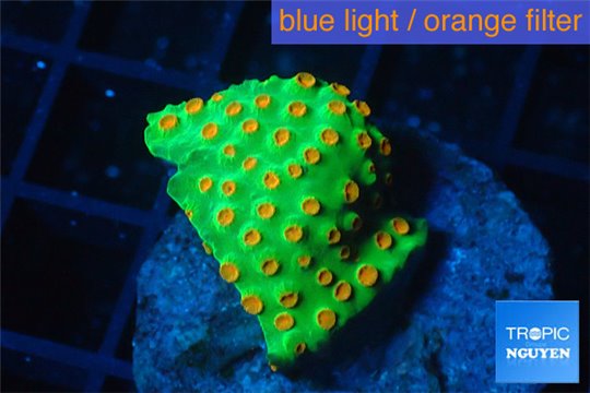 Leptastrea green & orange 2-4 cm WYSIWYG acclimaté