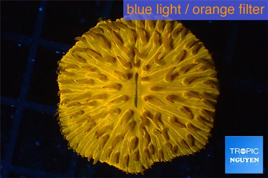 Fungia orange 2-4 cm WYSIWYG acclimaté