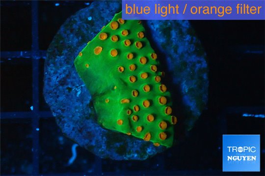 Leptastrea green & orange 2-4 cm WYSIWYG acclimaté