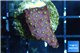 Leptastrea red & yellow polyps 2-4 cm WYSIWYG acclimaté