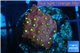 Leptastrea red & yellow polyps 2-4 cm WYSIWYG acclimaté