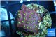 Leptastrea red & yellow polyps 2-4 cm WYSIWYG acclimaté