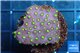 Leptastrea red & yellow polyps 2-4 cm WYSIWYG acclimaté