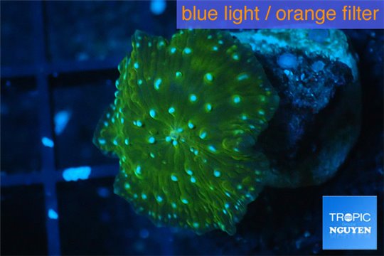 Discosoma green & blue spot 1 polyp WYSIWYG acclimaté