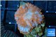 Rhodactis red blue superman 1 polyp WYSIWYG acclimaté