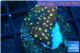 Leptastrea red & yellow polyps 2-4 cm WYSIWYG acclimaté