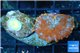 Rhodactis red blue superman 1 polyp WYSIWYG acclimaté