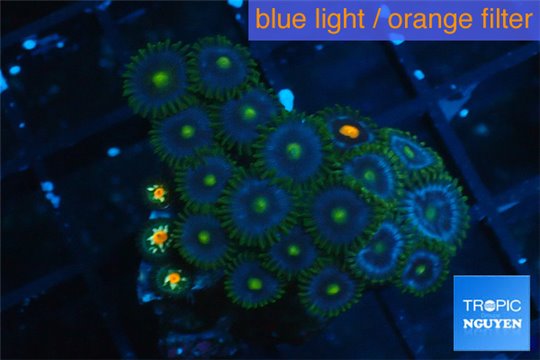 Zoanthua neon blue magician 2-4 cm WYSIWYG acclimaté