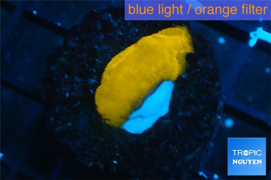 Psammocora orange 1-2 cm WYSIWYG acclimaté