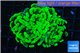 Euphyllia paraancora neon green 4-7 cm WYSIWYG acclimaté