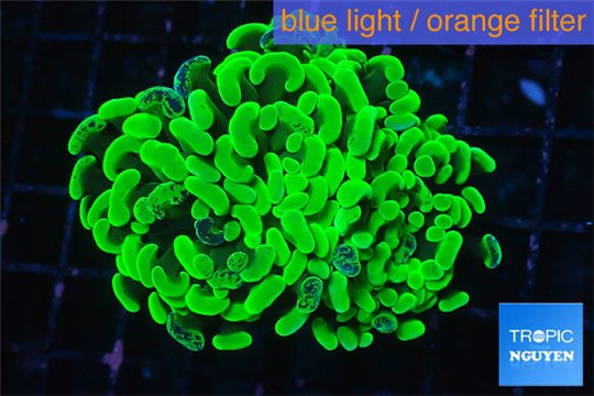 Euphyllia paraancora neon green 4-7 cm WYSIWYG acclimaté