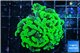 Euphyllia paraancora neon green 4-7 cm WYSIWYG acclimaté