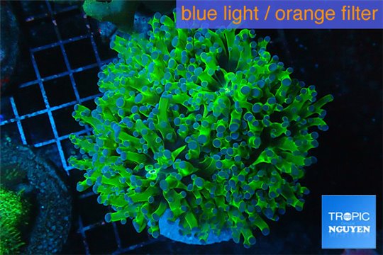 Euphyllia yaeyamaensis green & purple tip 8-14 cm WYSIWYG acclimaté