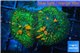 Rhodactis green orange big bulls premium 2 polyps WYSIWYG acclimaté