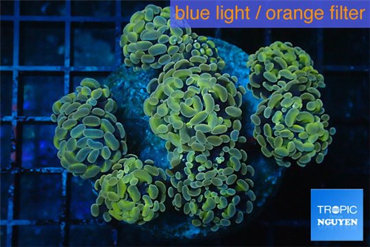 Euphyllia paraancora orange 8-14 cm WYSIWYG acclimaté