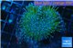 Sarcophyton long polyps baby 3-6 cm WYSIWYG acclimaté