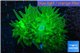 Duncanopsammia neon green 3-4 polyps WYSIWYG acclimaté