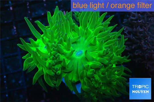 Duncanopsammia neon green 3-4 polyps WYSIWYG acclimaté