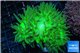 Duncanopsammia neon green 3-4 polyps WYSIWYG acclimaté