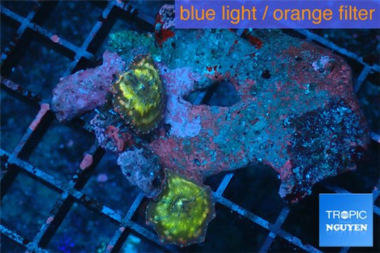 Discosoma golden vulcans small polyps 2 polyps WYSIWYG acclimaté