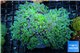 Euphyllia yaeyamaensis green & purple tip 10-18 cm WYSIWYG acclimaté