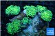 Euphyllia paraancora golden green 8-14 cm WYSIWYG acclimaté