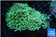 Euphyllia ancora green 7-12 cm WYSIWYG acclimaté