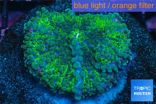 Ricordea yuma green purple 1 polyp WYSIWYG acclimaté