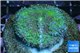 Ricordea yuma green purple 1 polyp WYSIWYG acclimaté