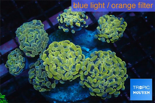 Euphyllia paraancora orange 8-14 cm WYSIWYG acclimaté