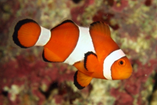 Amphiprion ocellaris élevage le cpl 5-7 cm